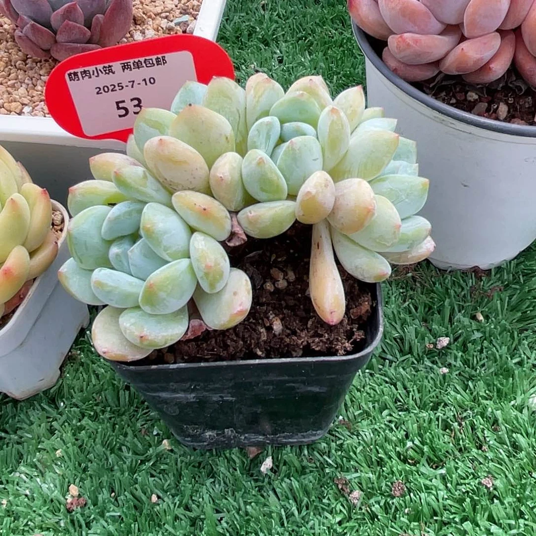 大***眼萌肉小筑0710-53冷香