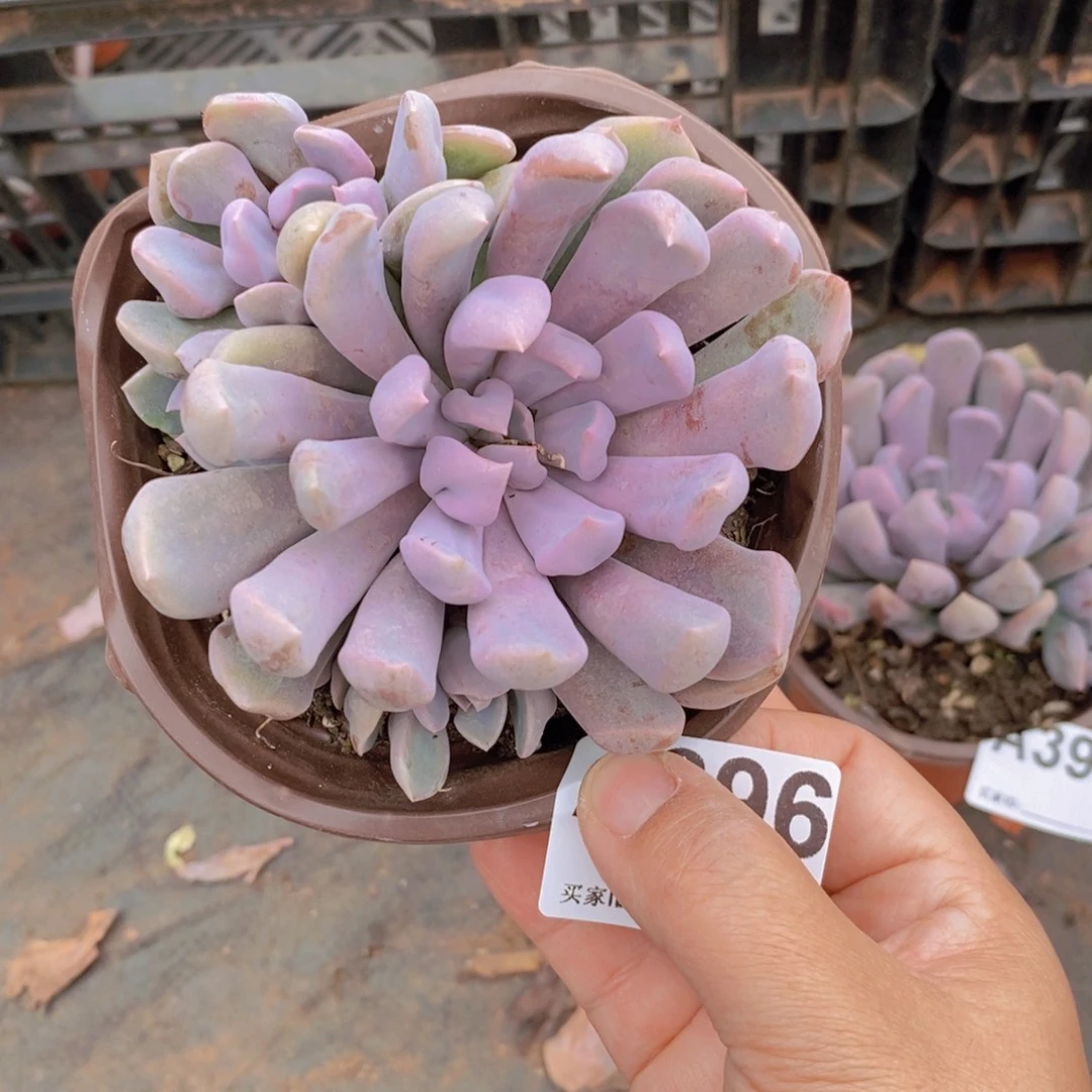 393丘比特一物一拍