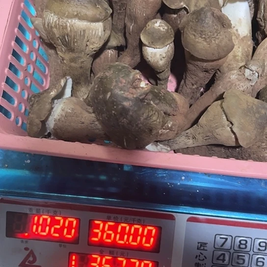 清***枫青头拼美味牛肝中国大陆鸡枞
