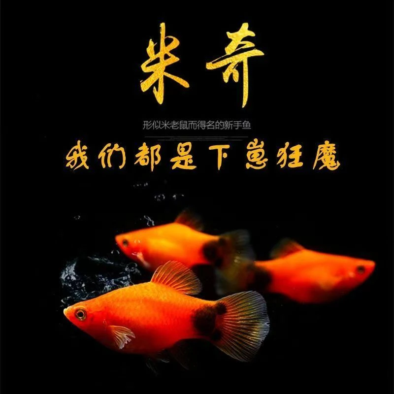 米奇鱼胎生鱼热带小型鱼活体观赏鱼鱼斑马鱼红绿灯金鱼鱼苗月光