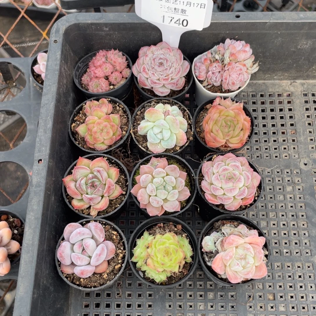 不包整散 盆子不售后1740