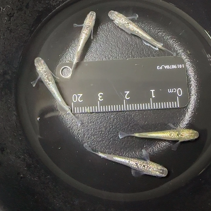 青鳉鱼青鱂美伦99