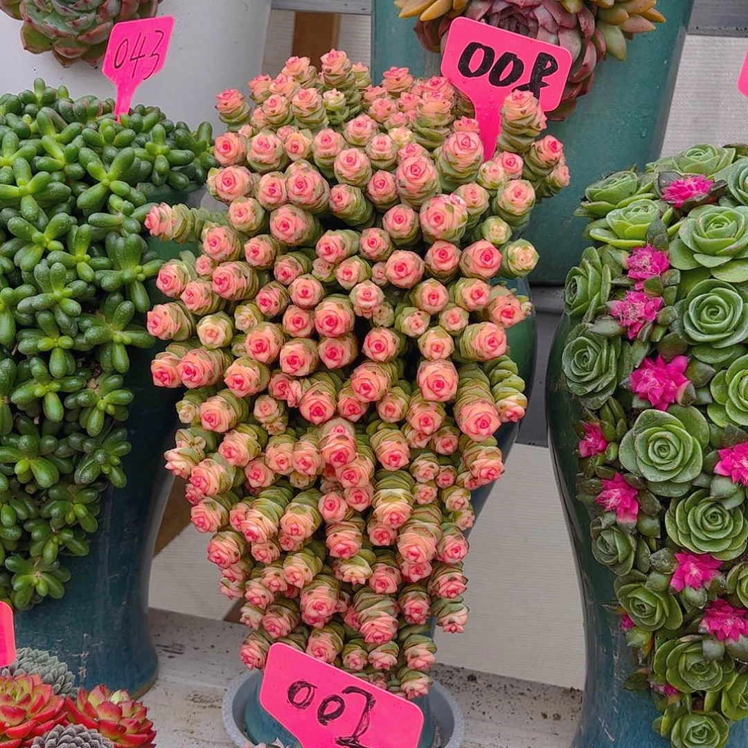 牛****树钱串子多肉多肉植物