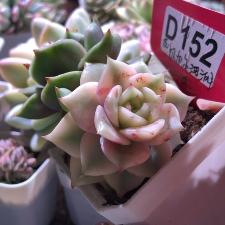 贝加尔湖覆轮锦有根