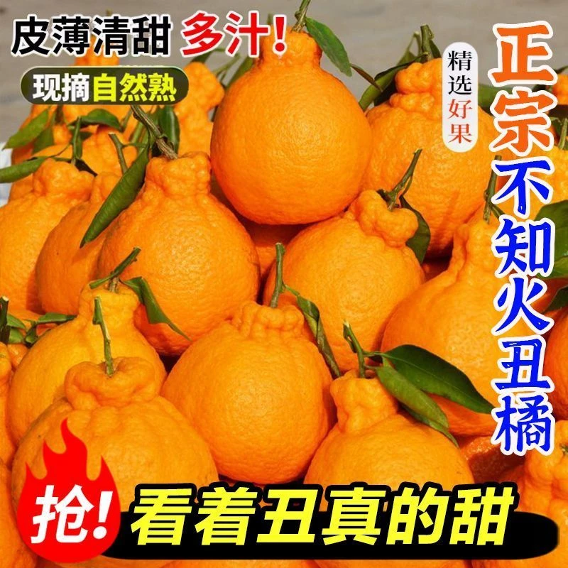 四川正宗不知火丑橘当季新鲜水果高山丑八怪桔子柑橘耙耙蜜桔整箱