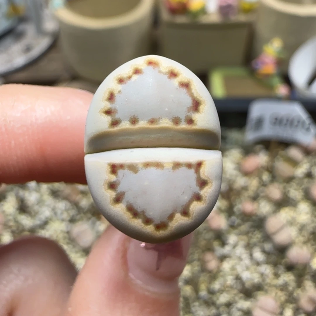 1.3.c24饼干 .9029福利