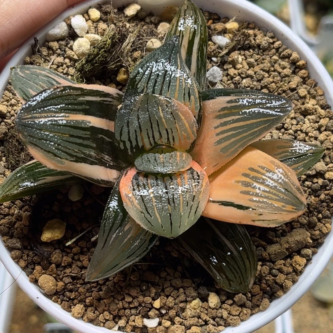 231巨大丸叶夜想之森锦