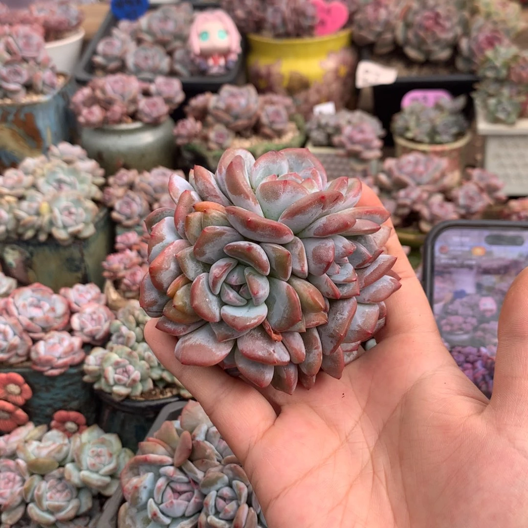 哈哈哈哈哈哈哈哈