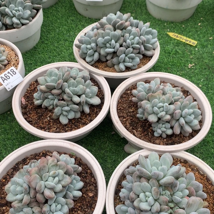 香水5棵福利。。。。。