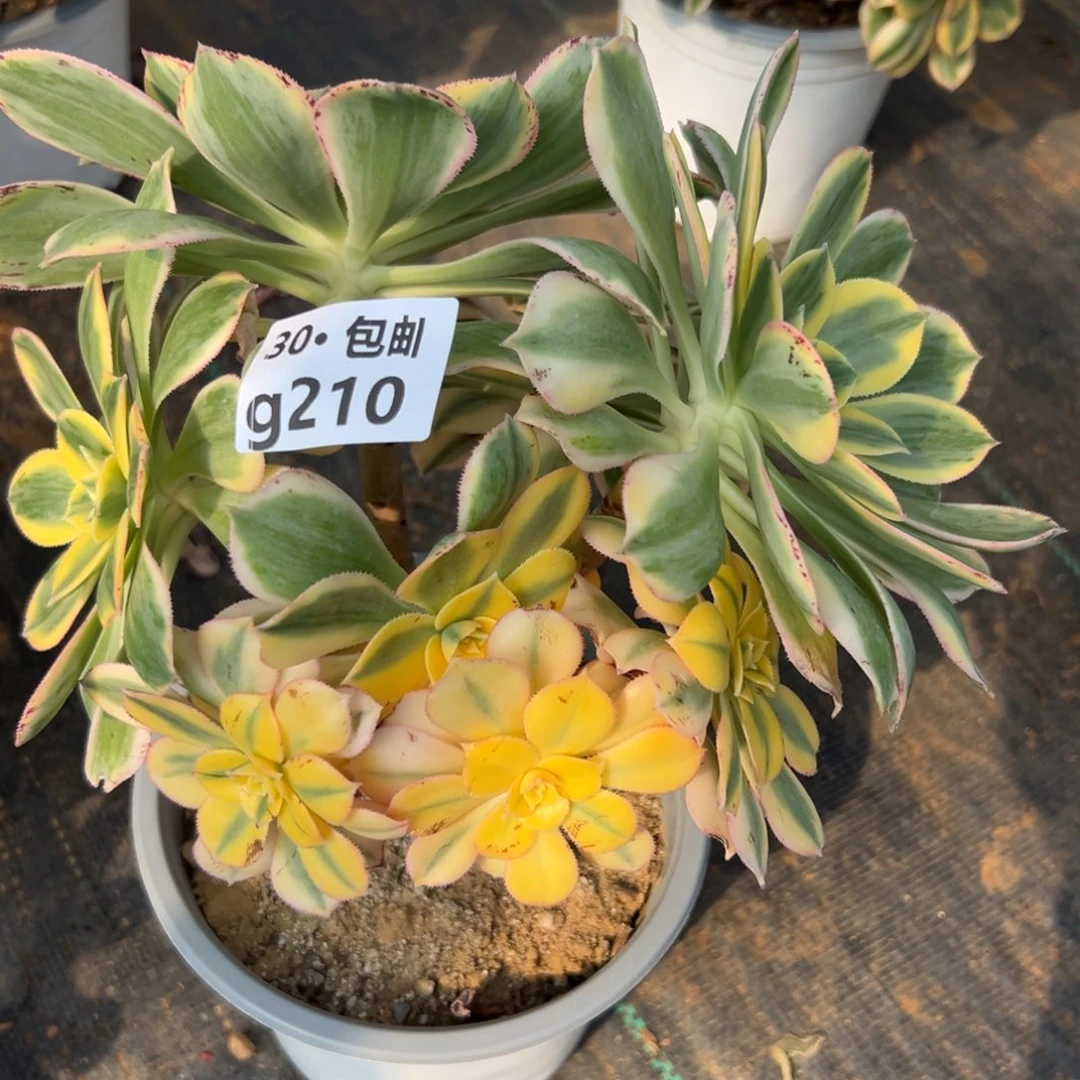 210灿烂多肉法师