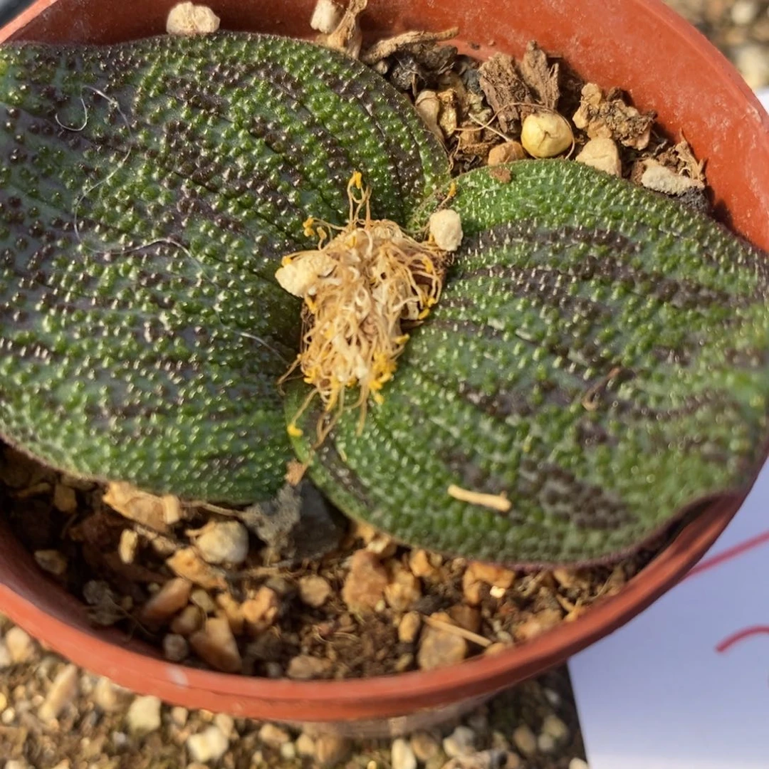 826紫镜一颗一颗