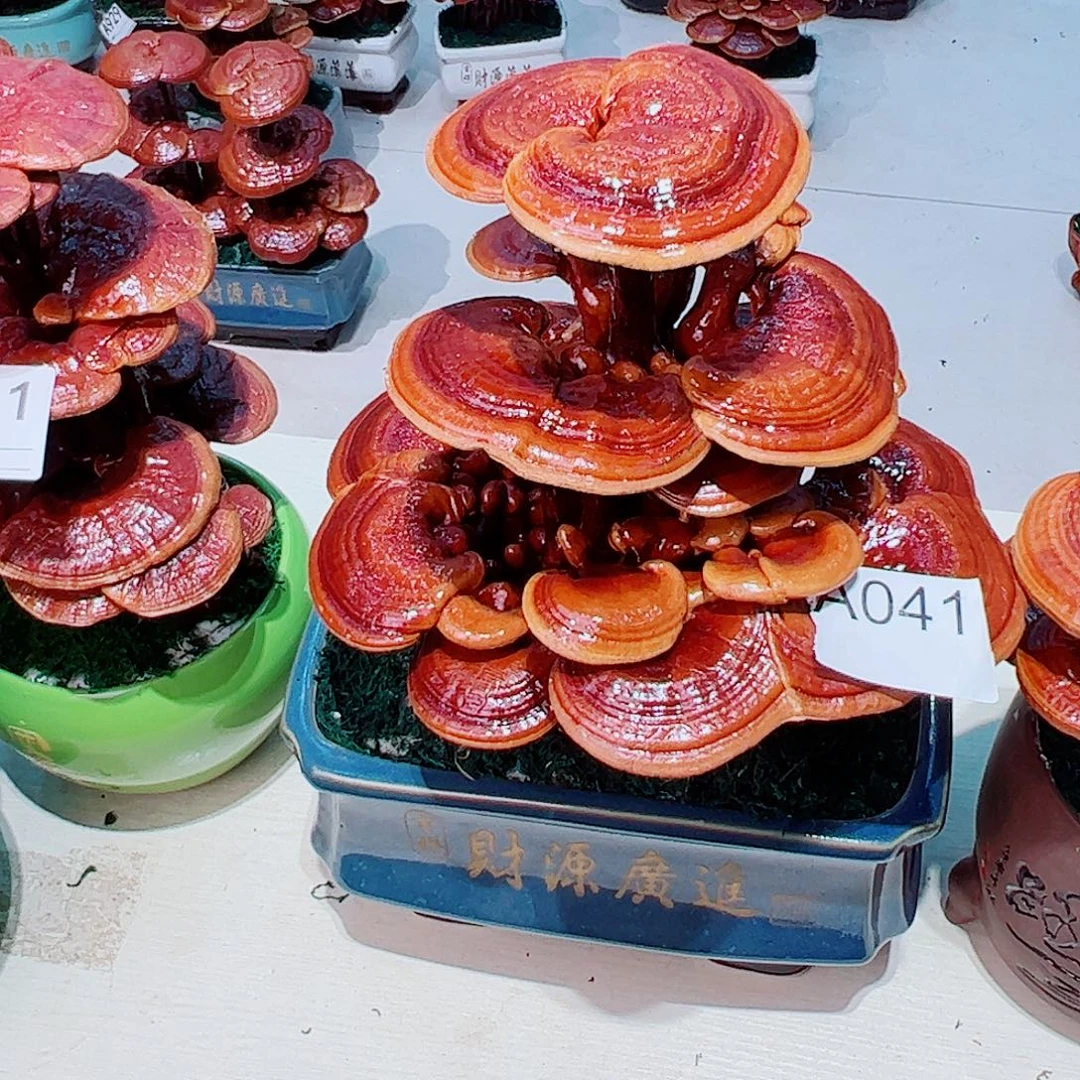 无花朵灵芝盆景041