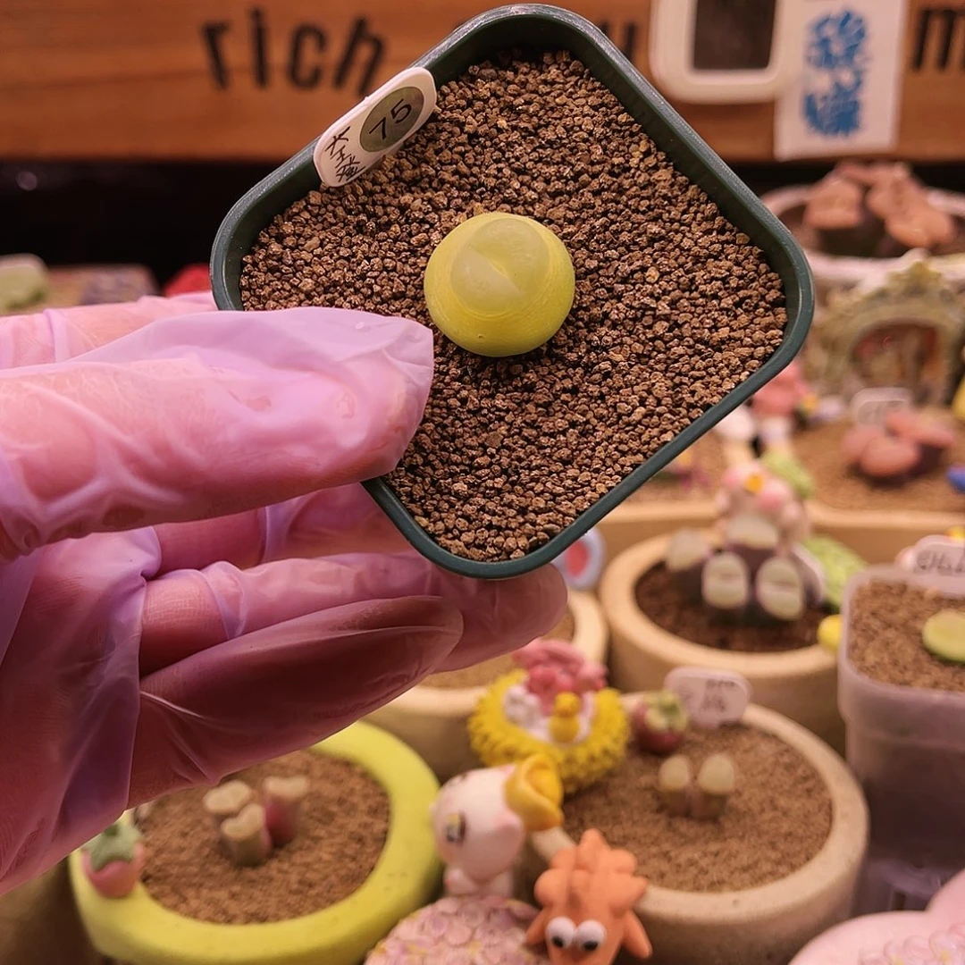 75号EF534大王登可带盆土