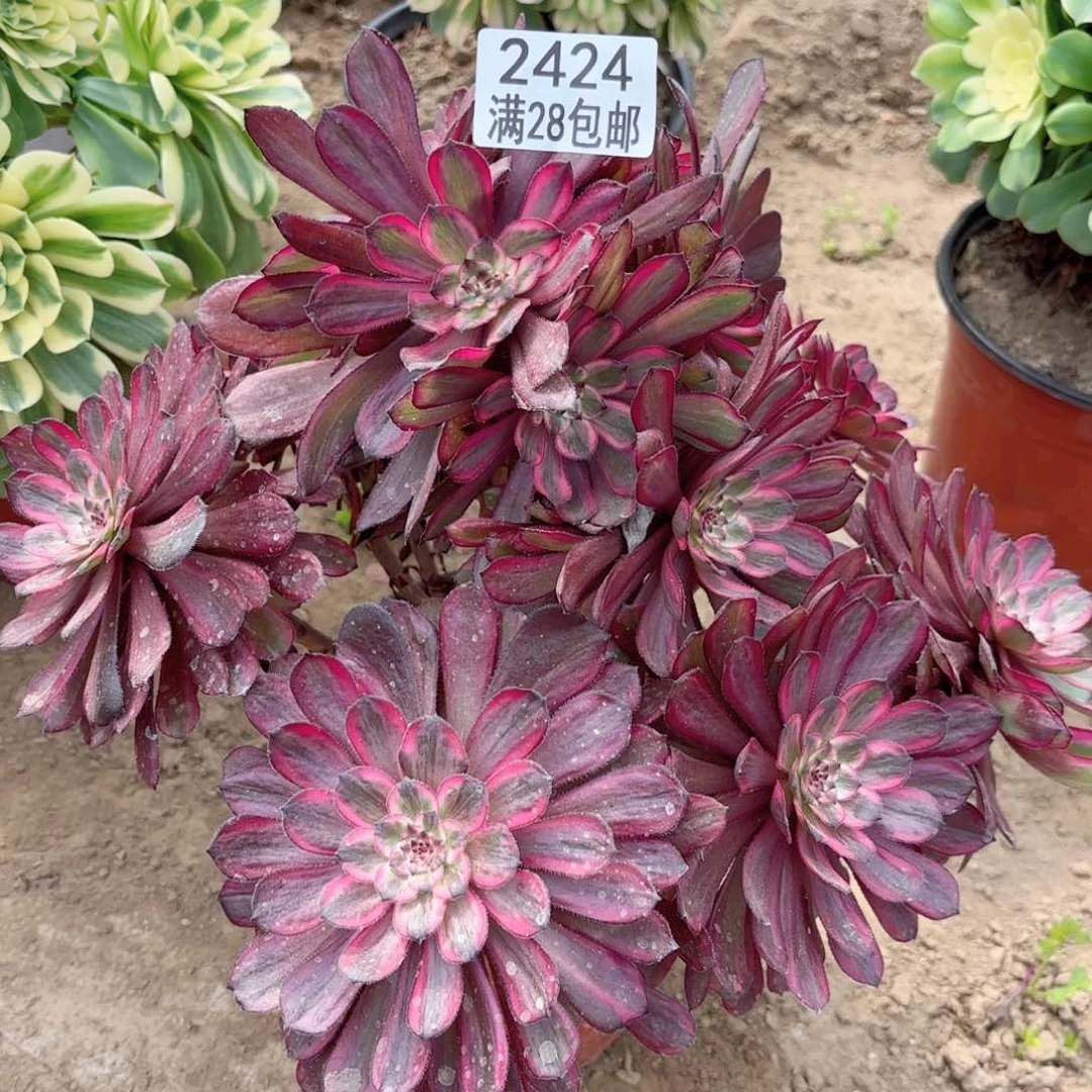 2424紫霞仙子多肉11111