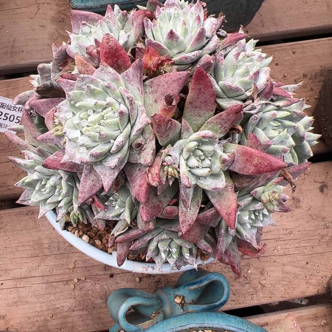 5319法瑞白雪仙女杯