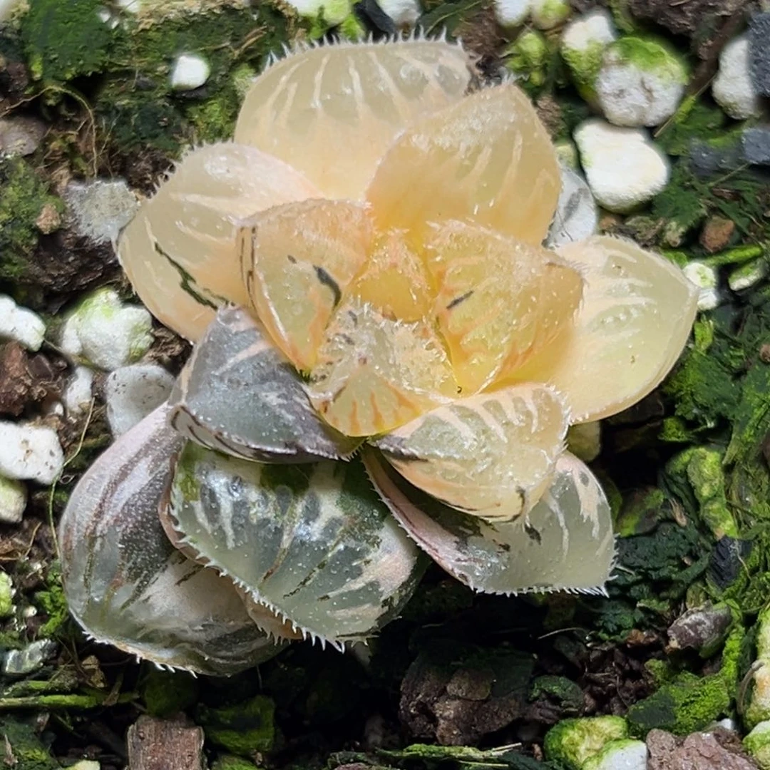 ⊂****⊃恭喜发财大吉大利838