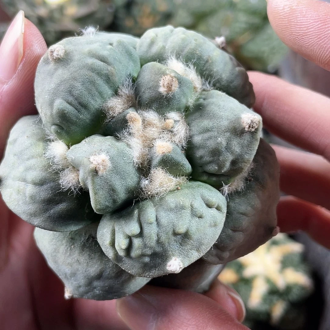 39豪自根福利丸尤怒涛