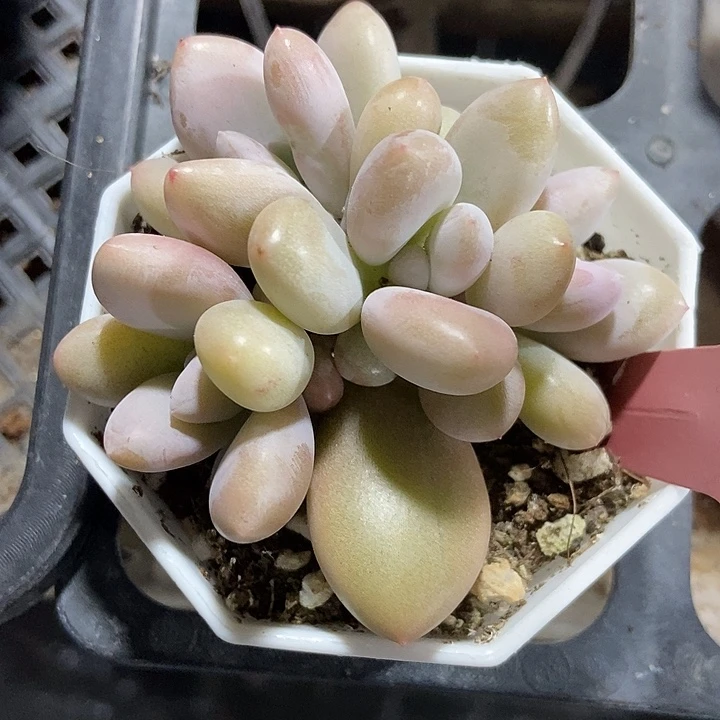 多肉植物原始虞美人654