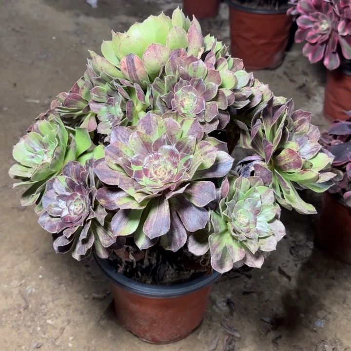 多肉植物法师花月夜12
