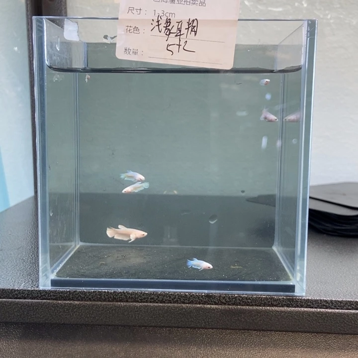 斗鱼包活不包损所见即所得109