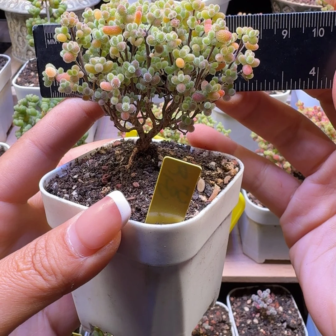 a505号橘子糖冠服7.5厘米左右