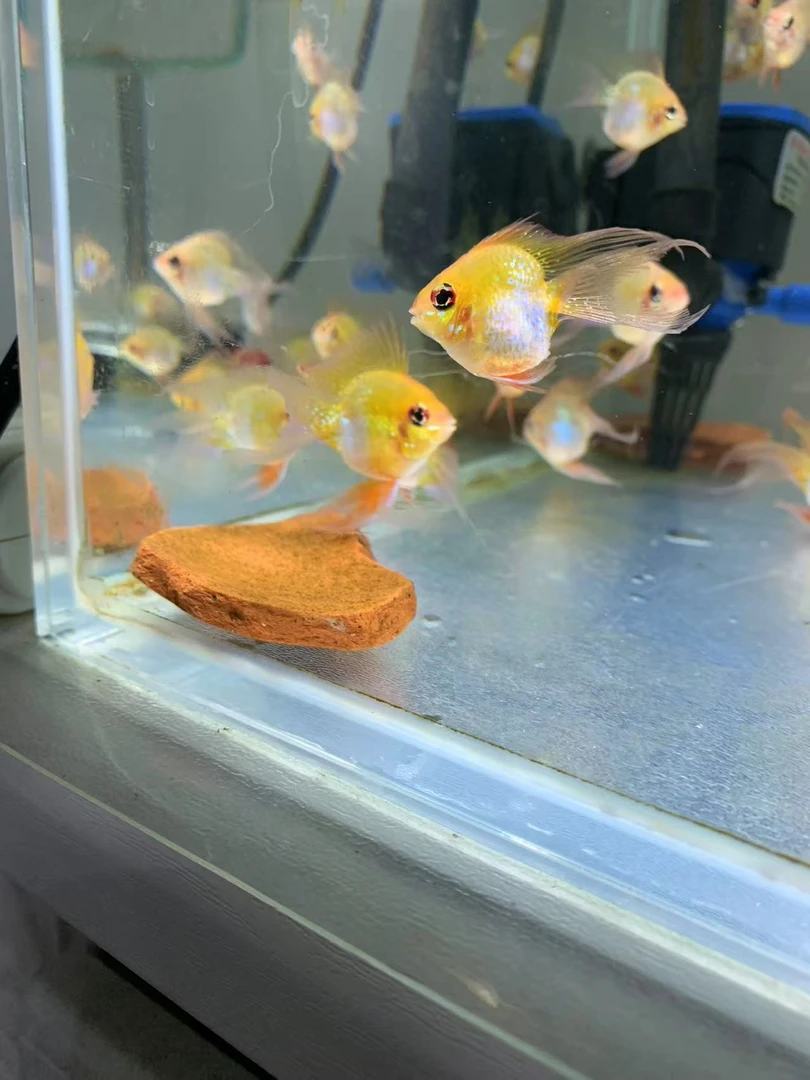 南美短鲷热带鱼金波子皮卡丘