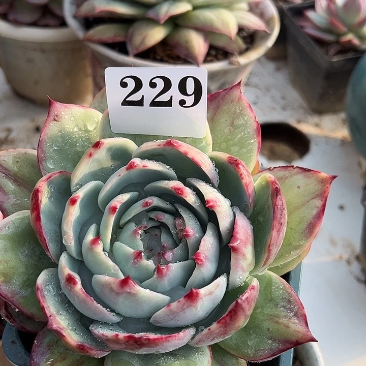 惊鸿惊鸿惊鸿229叶展 14默认裸根发货