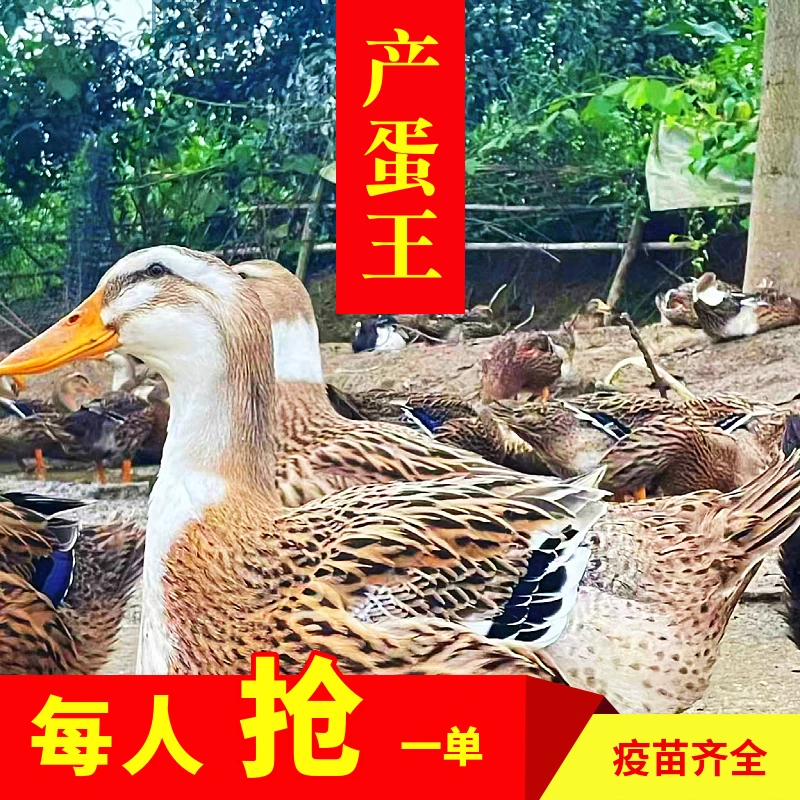 2斤麻鸭肉绿壳蛋鸭土鸭肉笨鸭肉包邮
