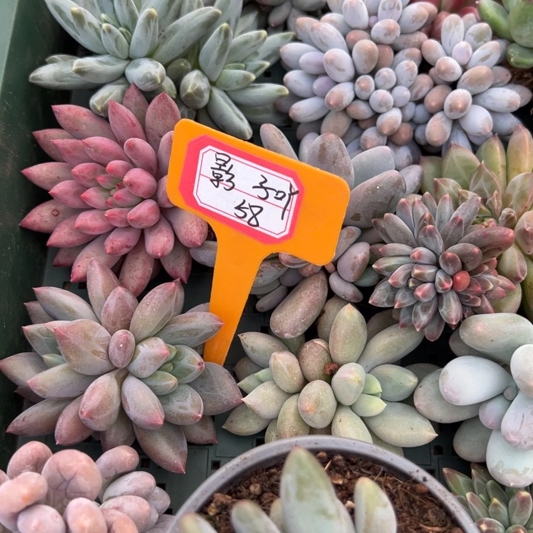 影***子影子吖58。