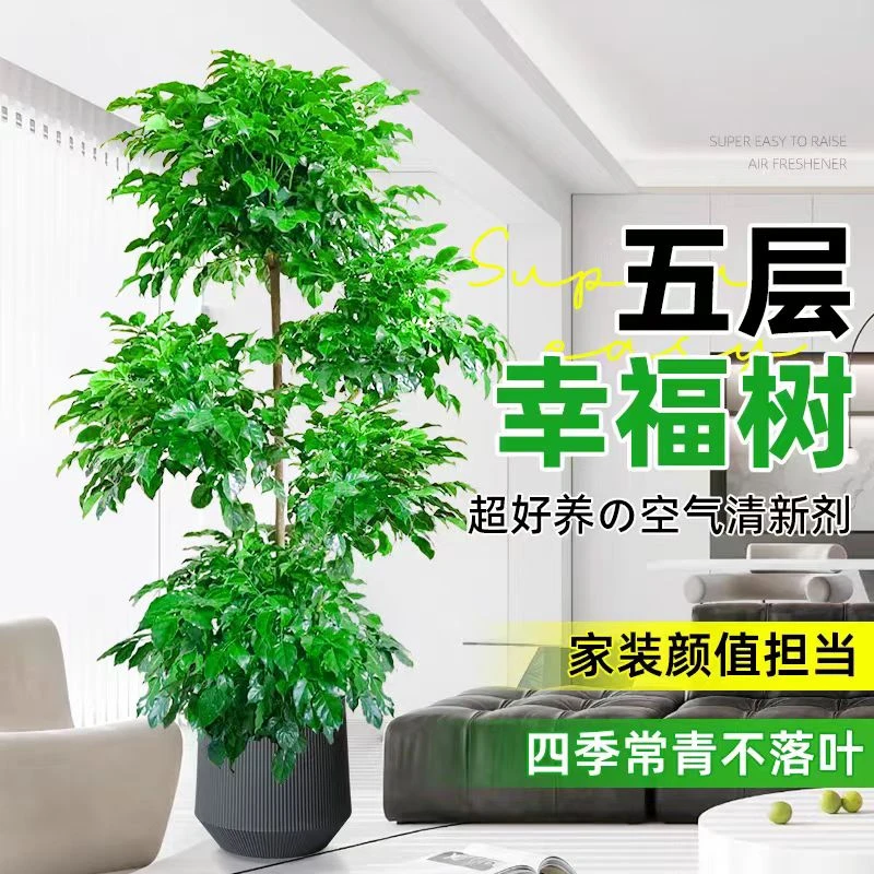 【1.7至1.8米】五层老桩幸福树室内大型绿植盆栽喜阳四季常青开花