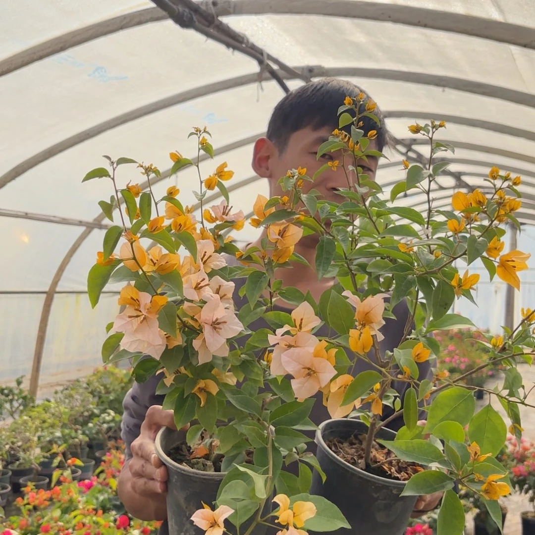 全部花苞（黄女郎）三角梅会落花落叶会光杆苗情有大有小