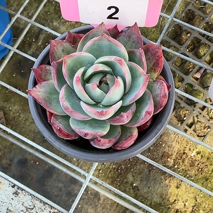2 惊鸿仙子多肉植物6-9cm