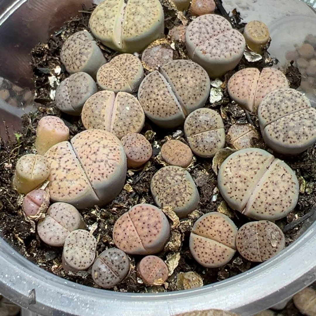 【闪购商品】?***凉 094。