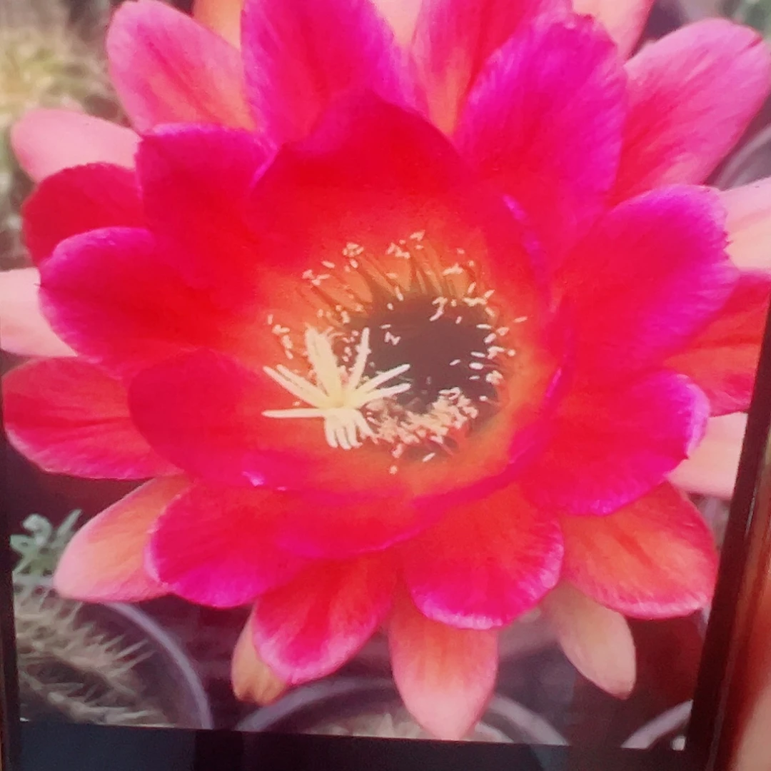 毛花柱 法六 侧芽 满20包邮