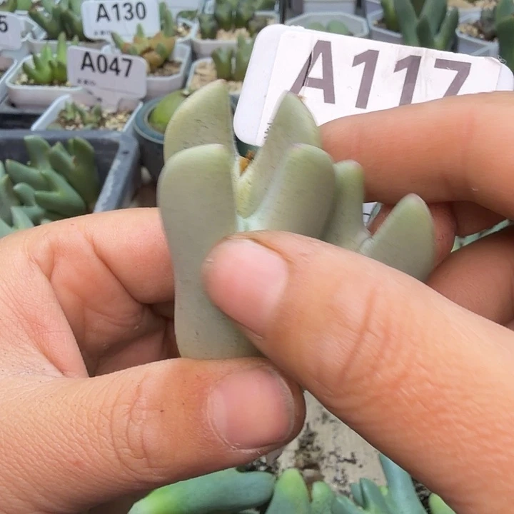 ****莉117。满38包邮肉锥