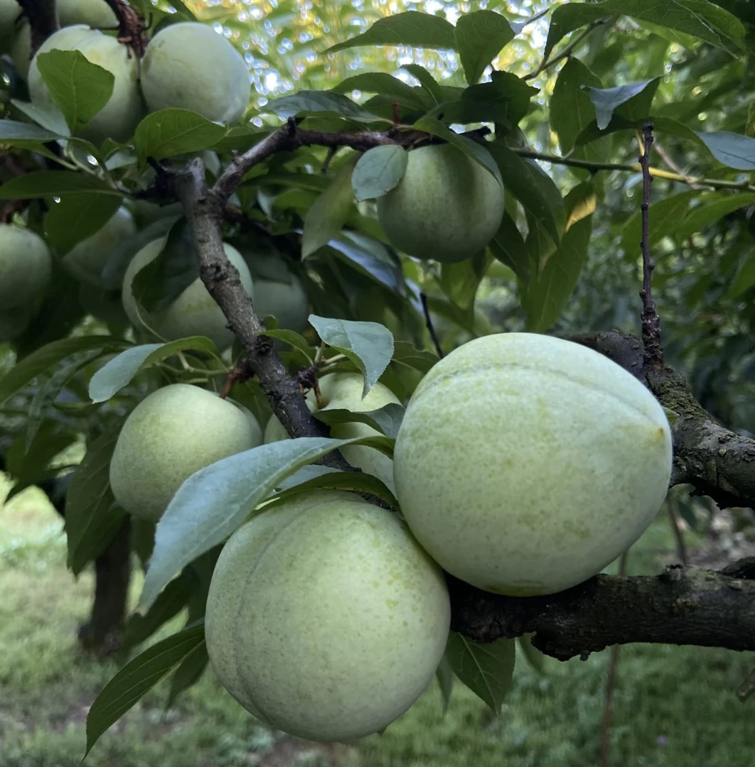 炎陵新鲜青皮奈李现摘水果现发