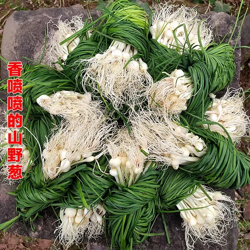 【小雨专属】高山野葱