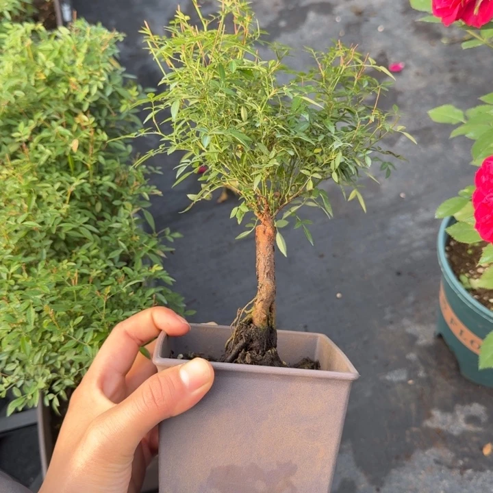 完全开放姬乙女十公分盆小苗