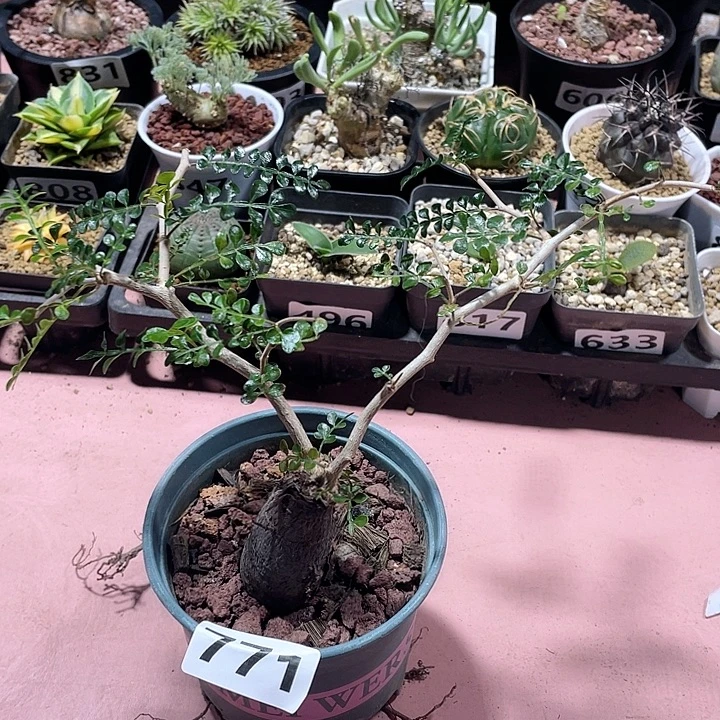 771象足漆树块根植物