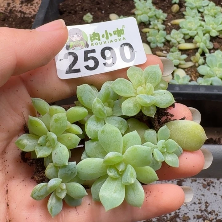 无花朵多肉植物多肉植物