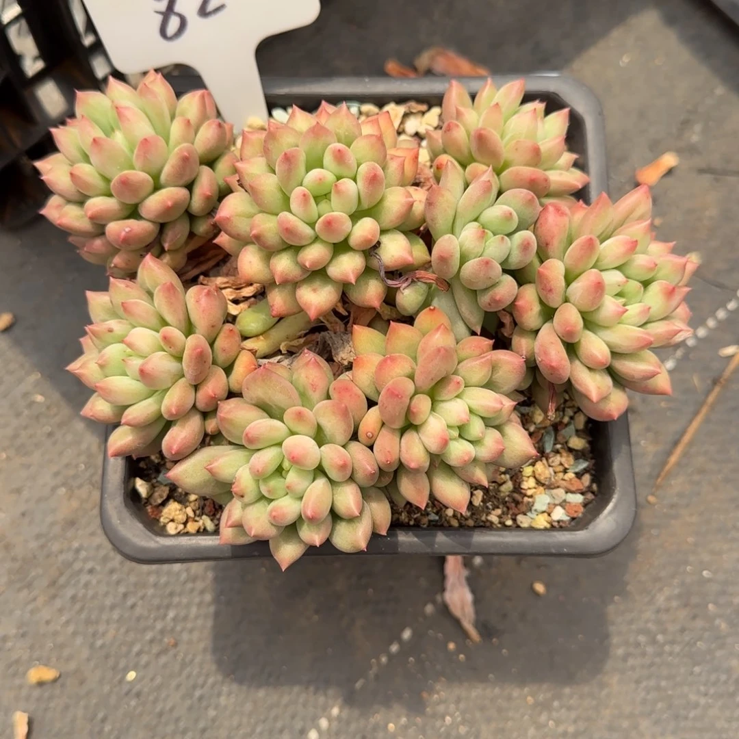 一物一拍岩字群82