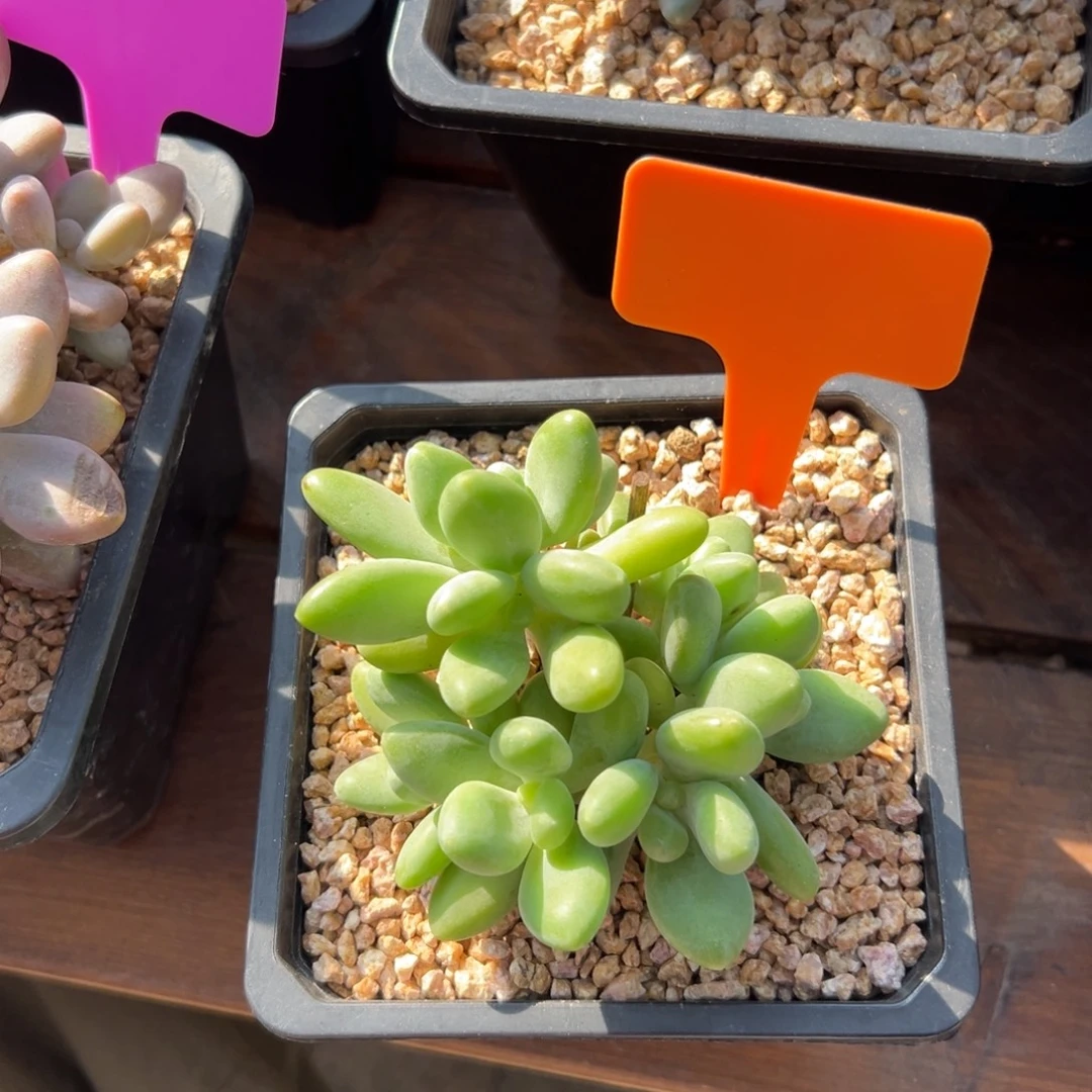 芒果奶111111111111111111