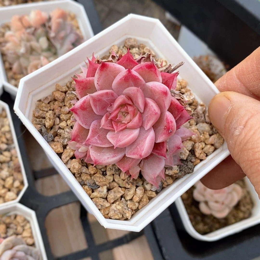 精品多肉一物一拍不包整96