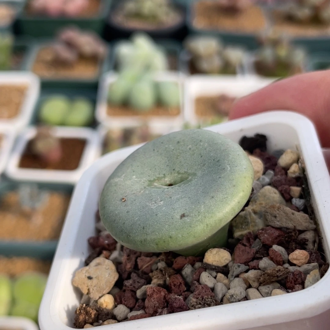 单头2.9cm酒杯植物一物一拍