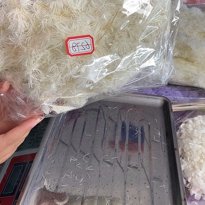 一物一拍蓬莱松短枝6278