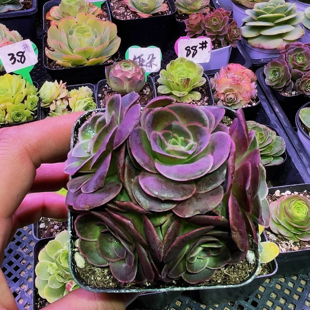 沫恂 非偏远包邮 多肉