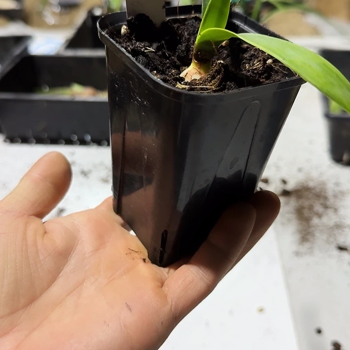 nkr朱顶红一棵1.5+