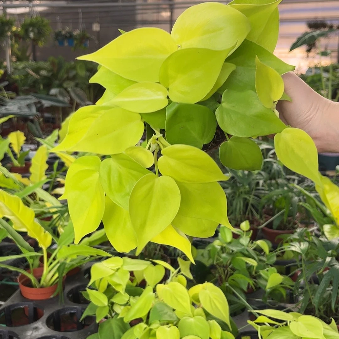 用***8完全开放162柠檬汁