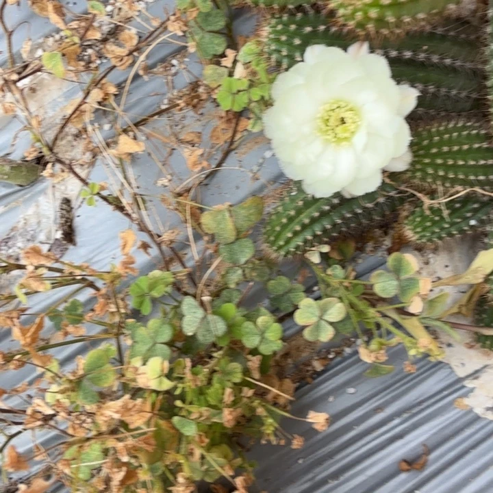 矮胖白檀537侧芽一个