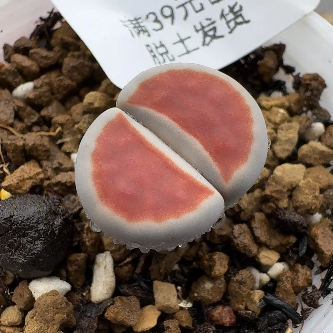773多肉哈哈哈哈哈哈哈
